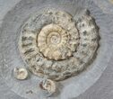 Microderoceras Ammonite - Dorset, England #30781-1